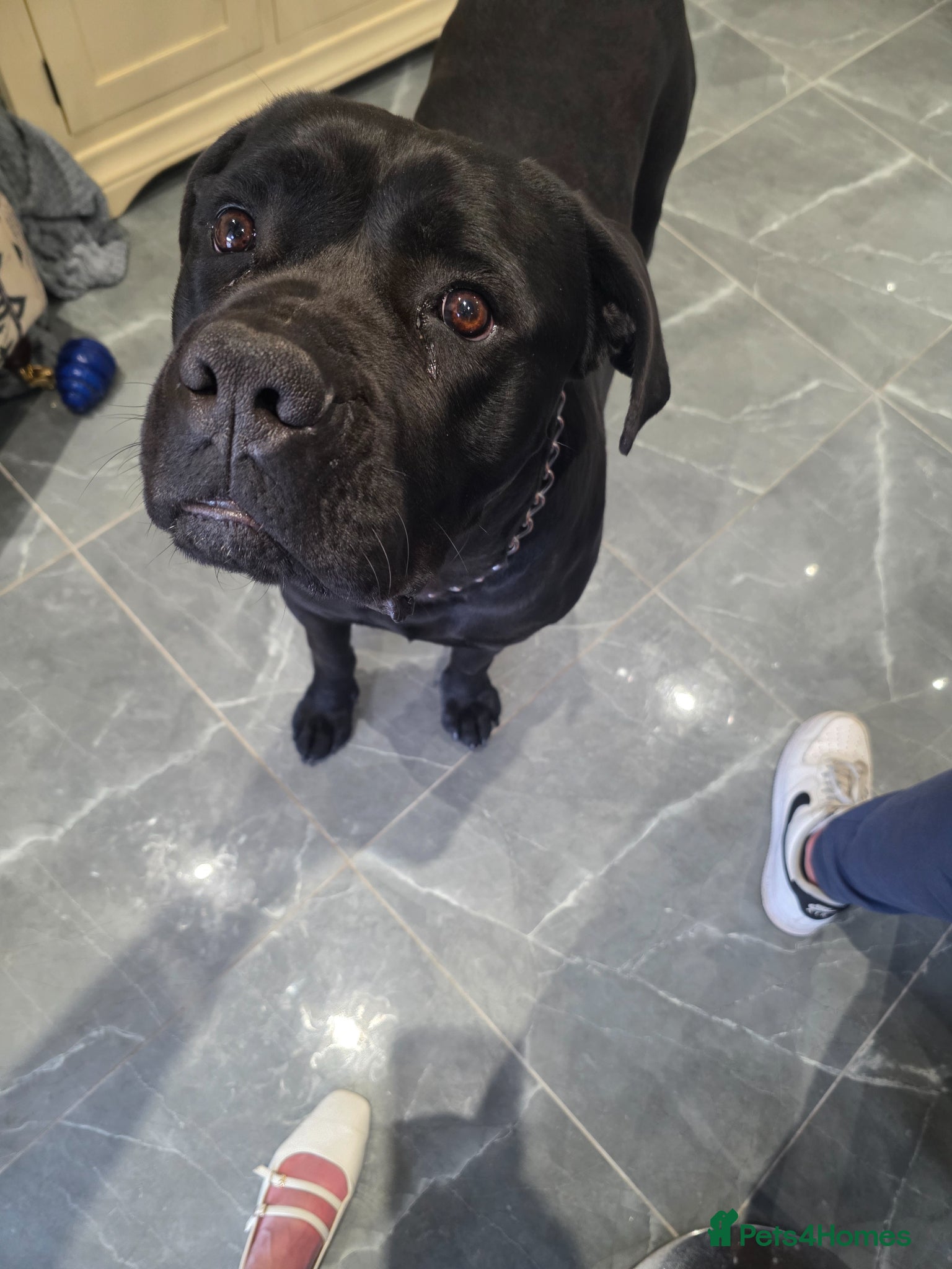 Cane Corso dogs Beautiful Cane Corso - Advert 1