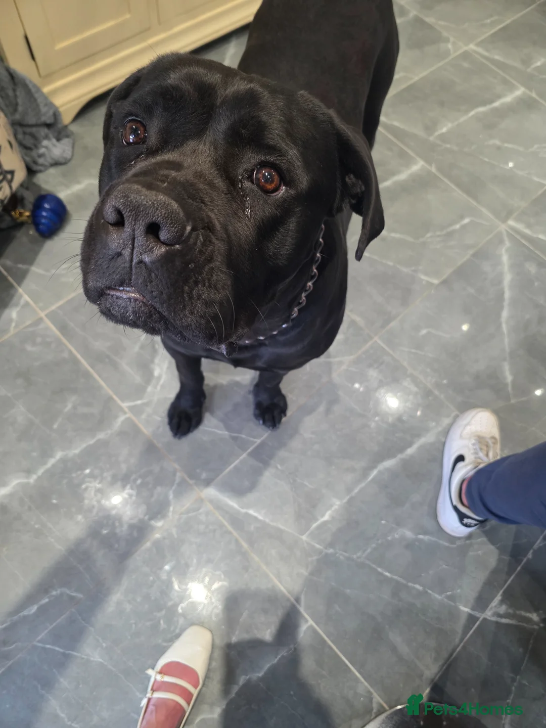 Cane Corso dogs for sale: Beautiful Cane Corso - Advert 1