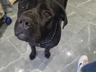 Cane Corso dogs Beautiful Cane Corso - Advert 1