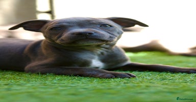 Staffordshire Bull Terrier dogs - Advert 1