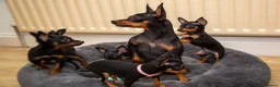 Miniature Pinscher dogs for sale: Miniature pinchers in Chatham - Advert 2