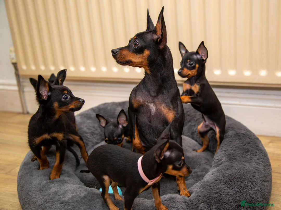 Miniature Pinscher dogs for sale: Miniature pinchers in Chatham - Advert 2