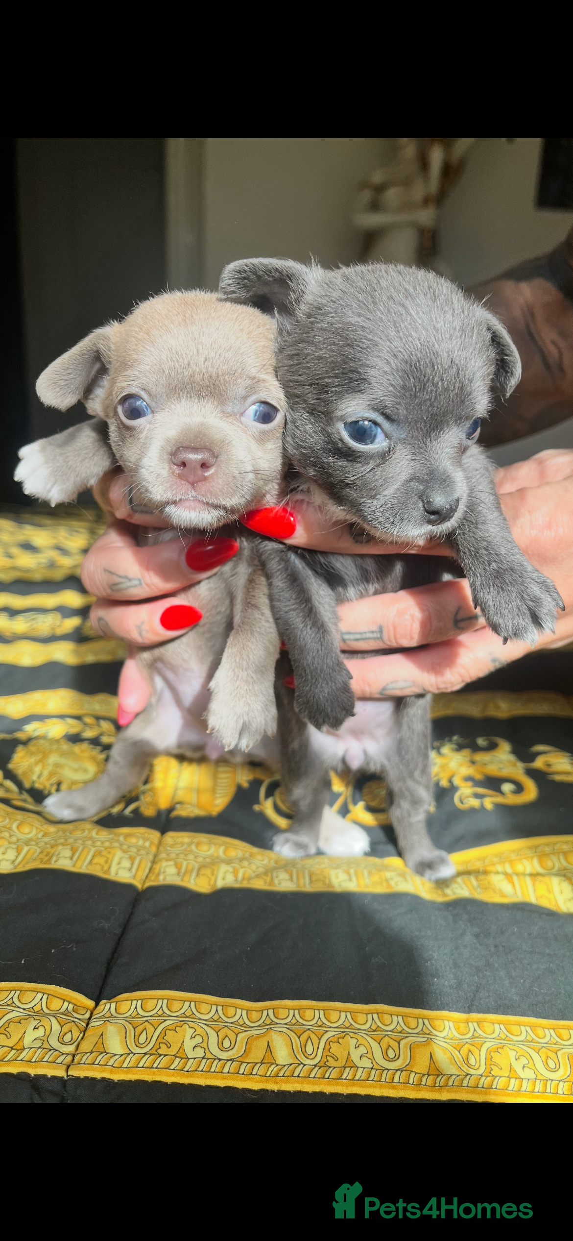 Chihuahua dogs 1 blue 1 lilac girl available KC viewings welcome - Advert 5