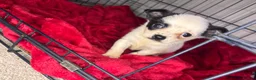 Pomchi dogs for sale: Pomchi puppy’s  - Advert 14
