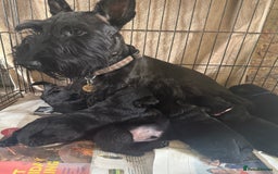 Scottish Terrier dogs for sale: Purebred, Home-raised Scottish Terrier Puppies - Image 5