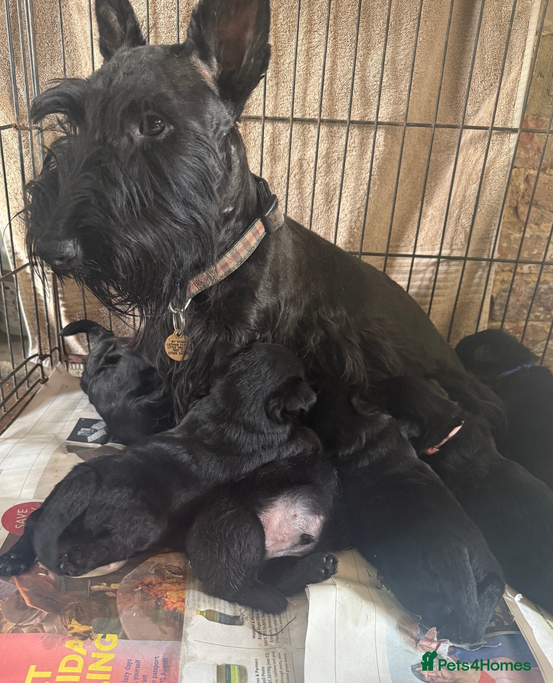 Scottish Terrier dogs for sale: Purebred, Home-raised Scottish Terrier Puppies - Image 5