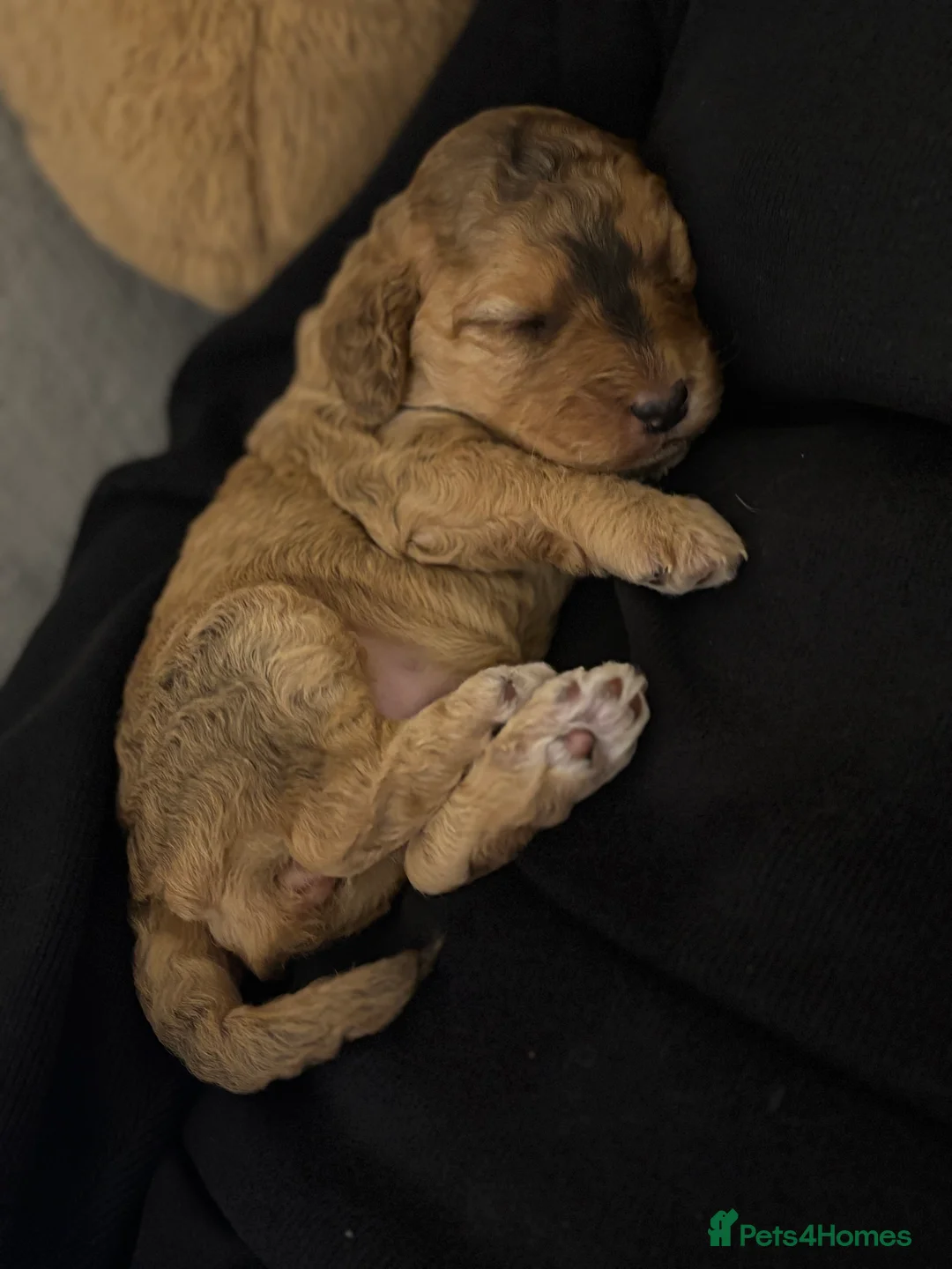 Cockapoo dogs for sale: 8 beautiful cockapoo puppies  - Advert 8