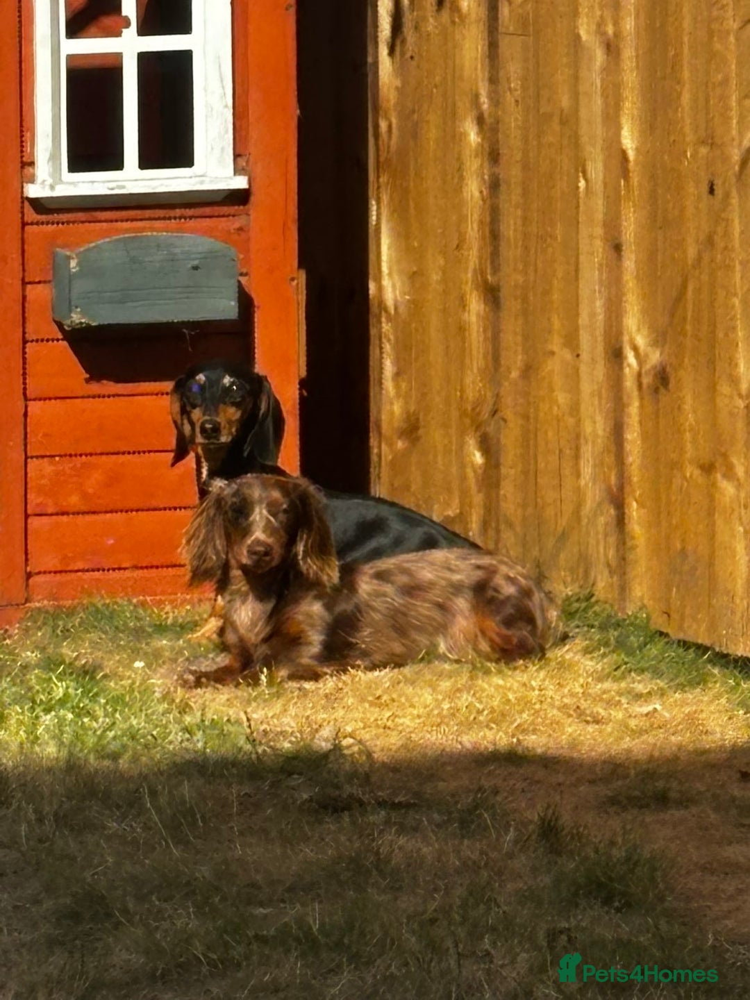 Miniature Dachshund dogs for sale: Stunning Mini Dachshunds 😍  - Image 11