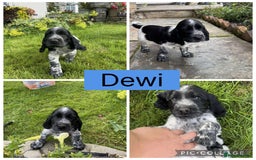 Cocker Spaniel dogs for sale: Show Type Cocker Spaniel pups  - Image 4