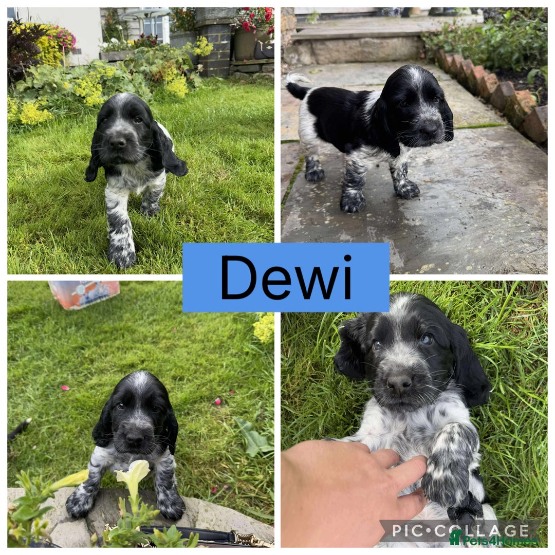 Cocker Spaniel dogs for sale: Show Type Cocker Spaniel pups  - Image 4