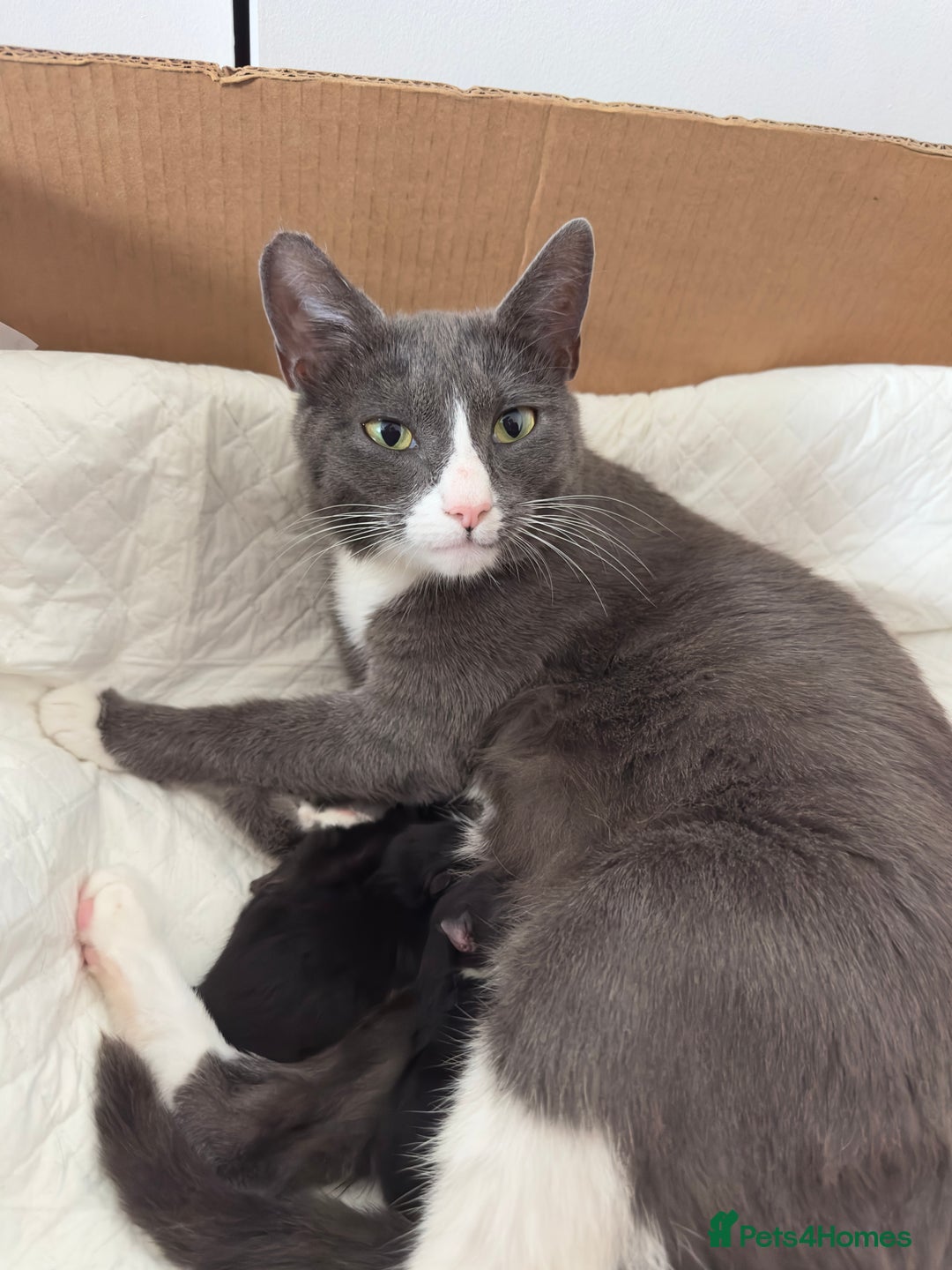 British Shorthair cats for sale: Healthy 8-Week-Old Kittens – Loving Homes Only - Advert 1