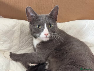 British Shorthair cats Healthy 8-Week-Old Kittens – Loving Homes Only - Advert 1