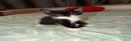 Domestic Shorthair cats for sale: Oreo💙 & Pookie💕 - Advert 6