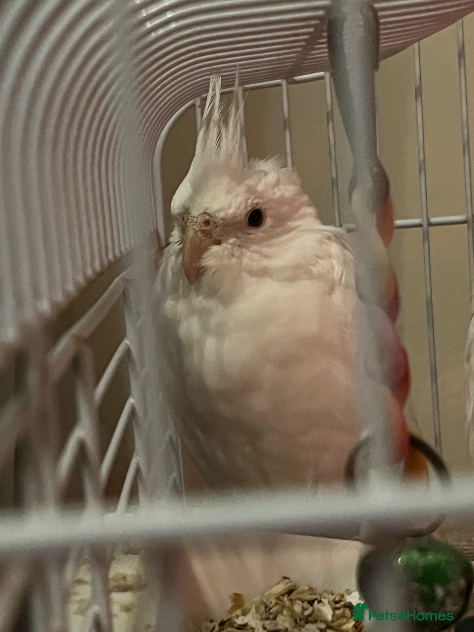 Cockatiels birds Semi tamed albino cockatiel - Advert 1