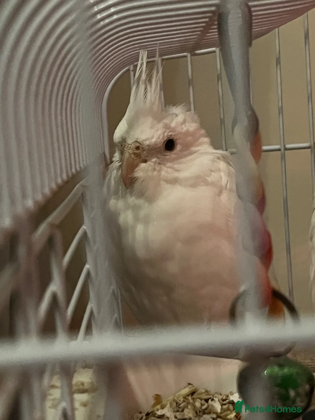 Cockatiels birds for sale: Semi tamed albino cockatiel in Staines - Advert 1