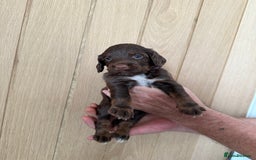 Cocker Spaniel dogs for sale: Cocker spaniel puppy’s  - Image 6