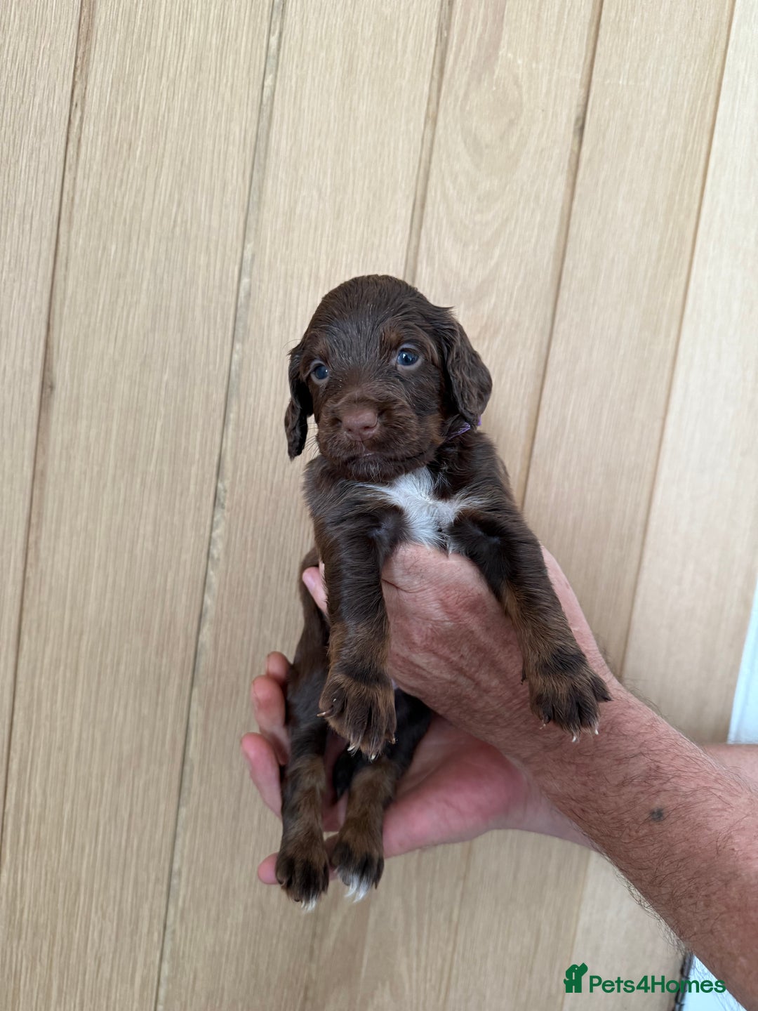 Cocker Spaniel dogs for sale: Cocker spaniel puppy’s  - Image 6