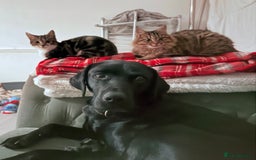 Domestic Shorthair cats for sale: Mother and daughter - Image 2
