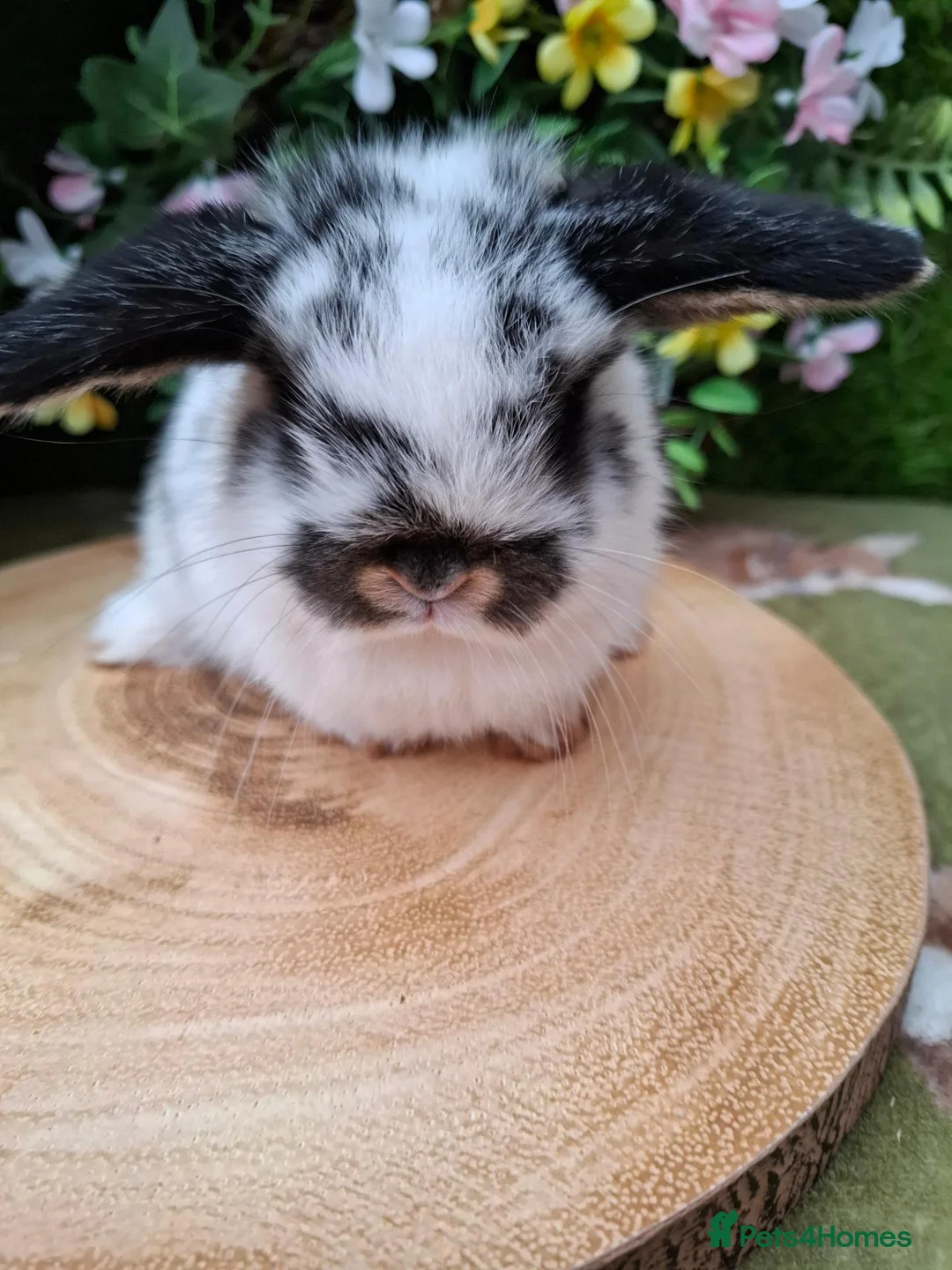 Mini Lop rabbits for sale: 4 Gorgeous mini lops for sale - Advert 2