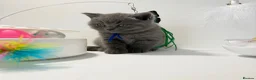 British Shorthair cats for sale: GCCF British short hair boy  - Advert 15