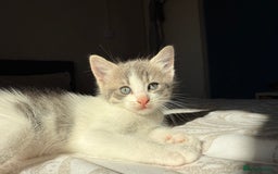 Mixed Breed cats for sale: 3 beautiful kittens available - Image 17
