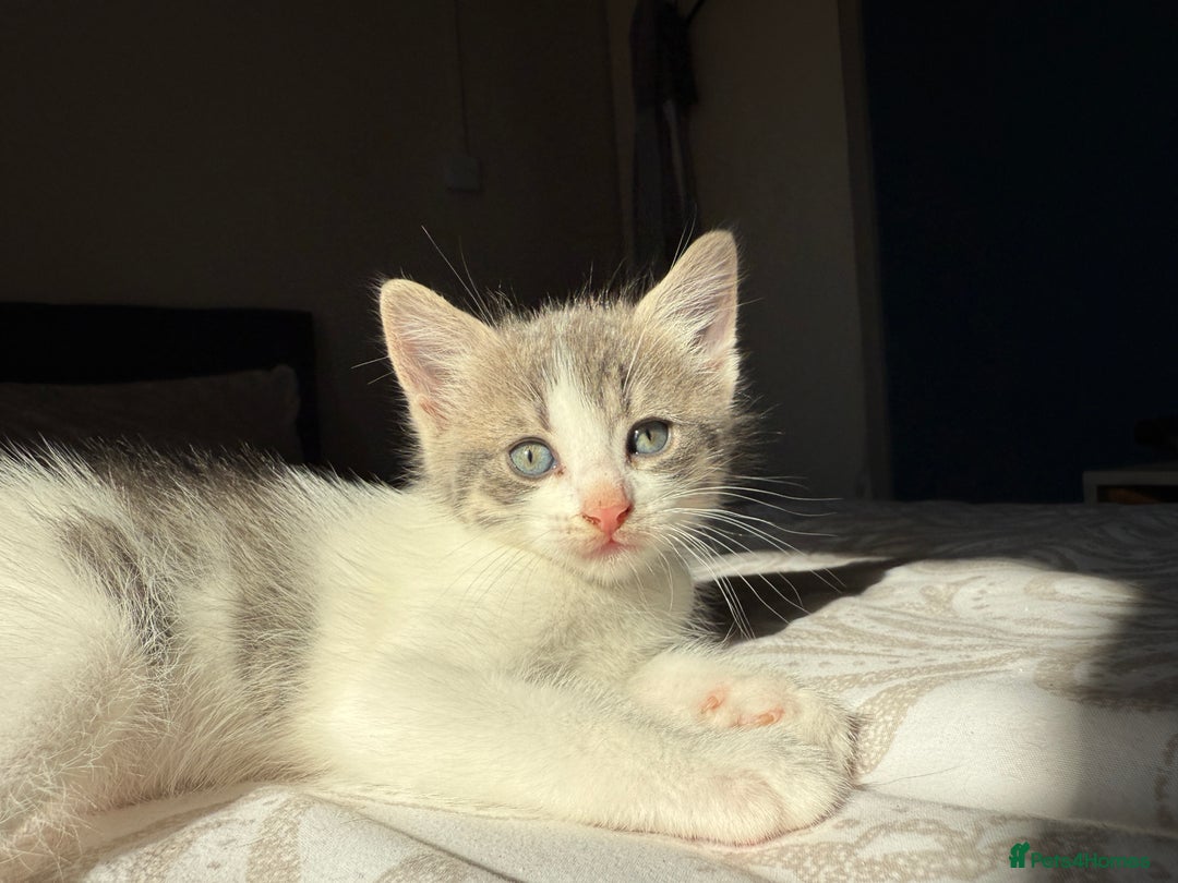 Mixed Breed cats for sale: 3 beautiful kittens available - Image 17