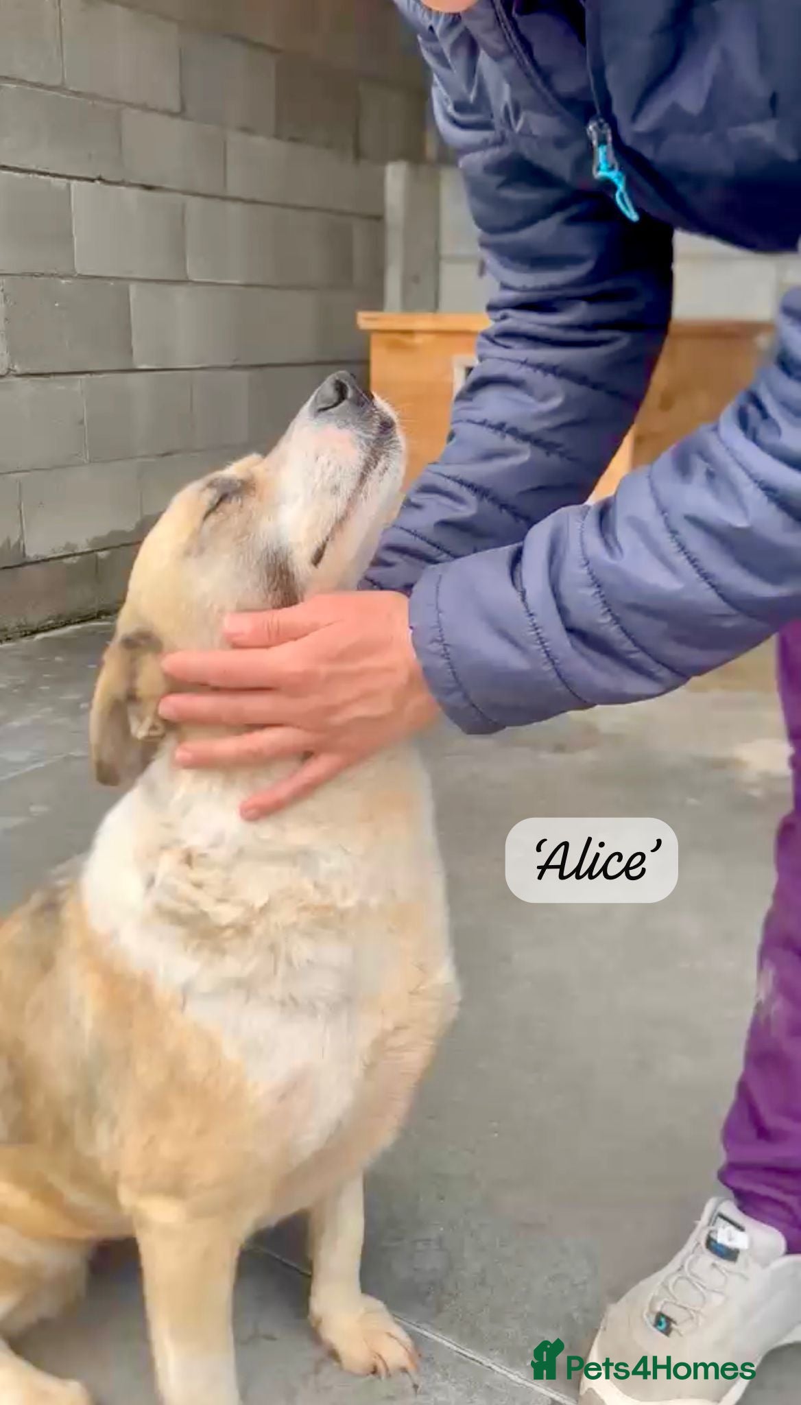 Mixed Breed dogs Alice, 6 yrs approx. Available for adoption. - Advert 5