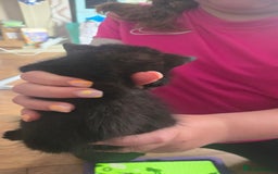 British Shorthair cats for sale: 3 adorable black kitten mixed with bengal - Image 1