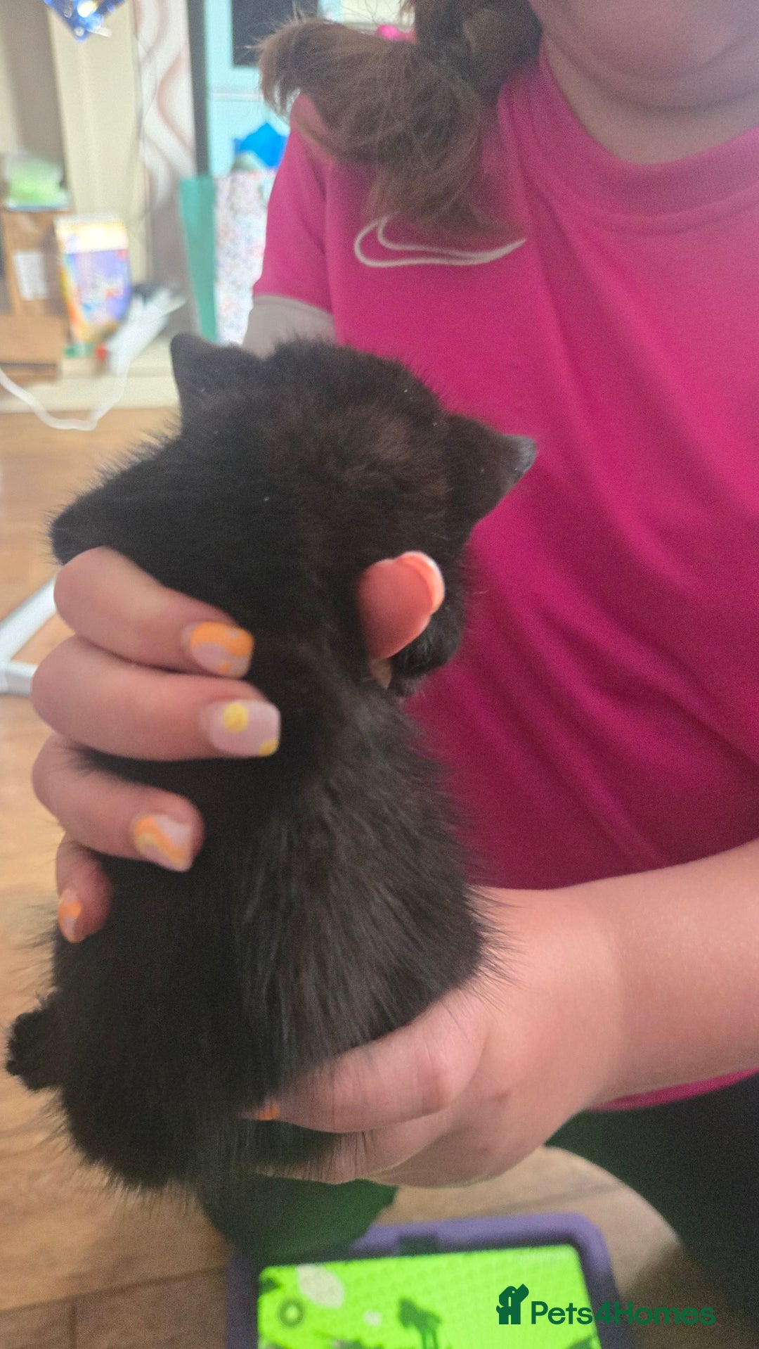 British Shorthair cats for sale: 3 adorable black kitten mixed with bengal - Image 1
