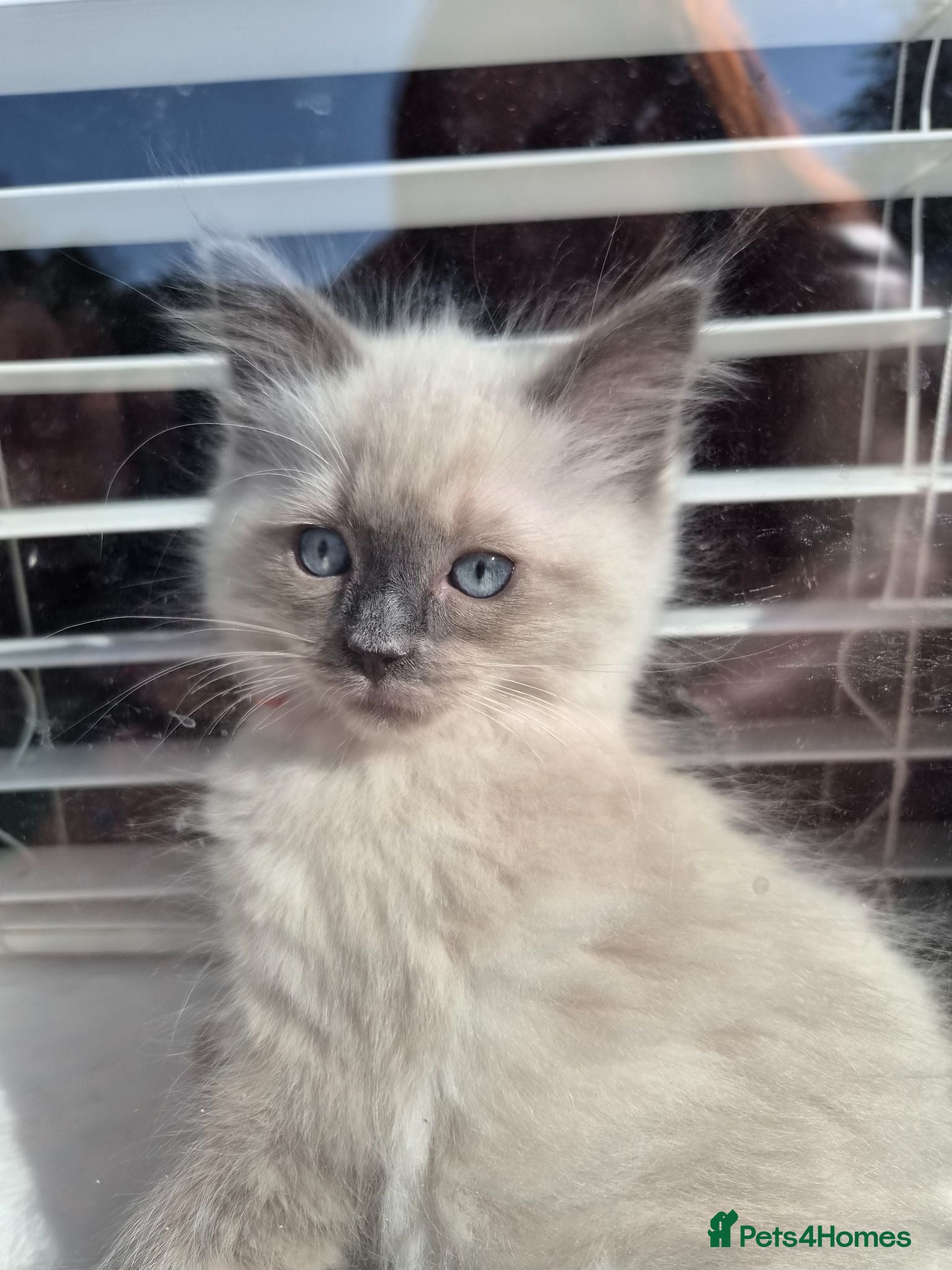 Ragdoll cats for sale: Just 2 left: Purebred female Ragdoll kittens - Advert 2