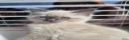 Ragdoll cats for sale: Just 2 left: Purebred female Ragdoll kittens - Advert 1