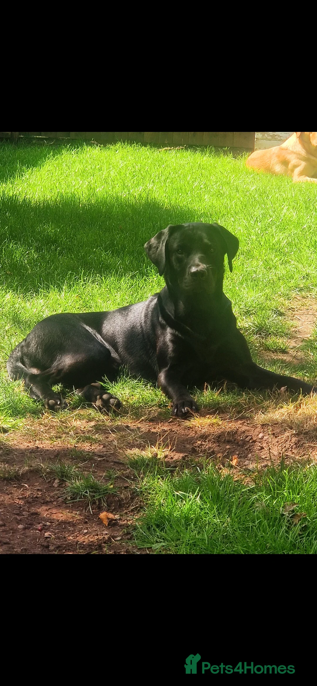 Labrador Retriever dogs for stud: Labrador Ret. 100%-success PROVEN KC/Health tested in Brecon - Advert 7