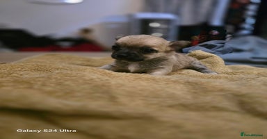 Chihuahua dogs - Advert 4