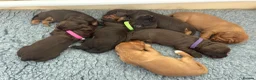 Cocker Spaniel dogs for sale: EXCEPTIONAL WORKING COCKER SPANIEL PUPPIES - Advert 24