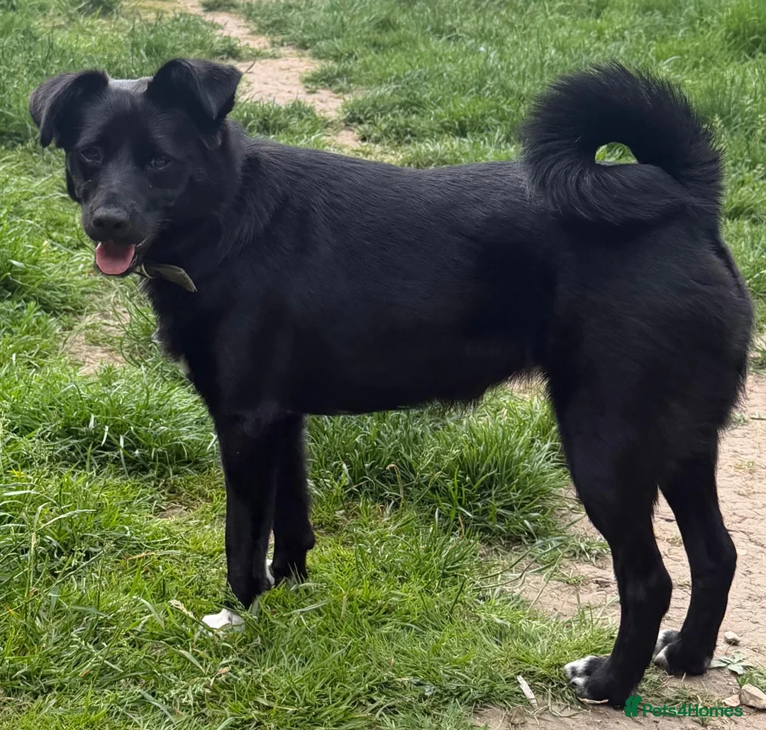 Border Collie dogs for sale: BONYA - Female Border Collie in West Malling - Advert 4