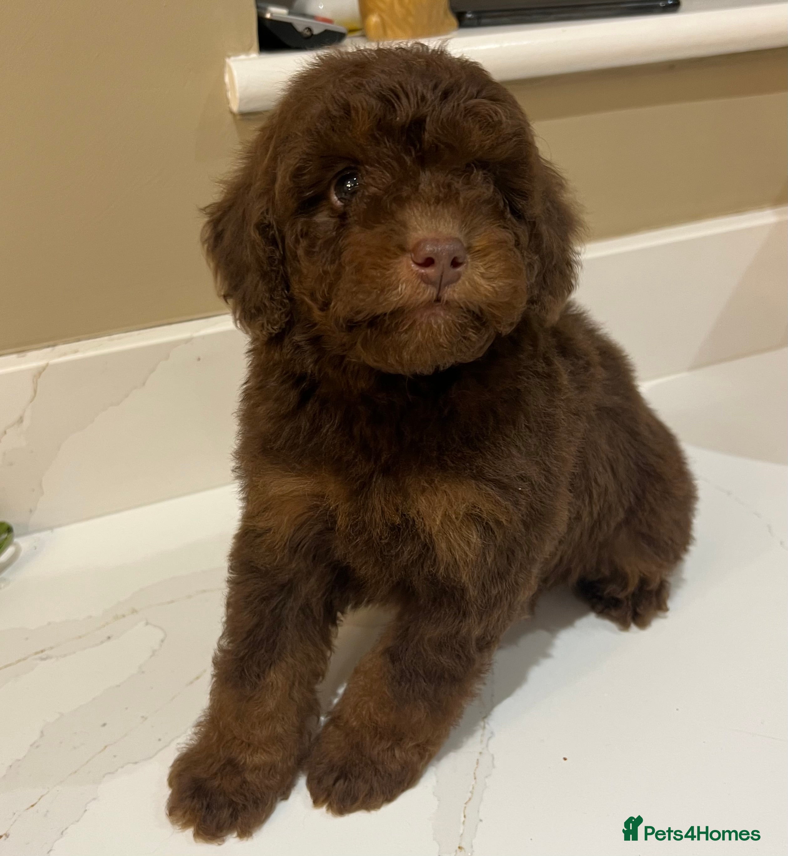Cockapoo dogs ** REDUCED **  Stunning, healthy, boys ** - Advert 13
