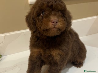 Cockapoo dogs ** REDUCED ** Stunning, healthy, boys ** - Advert 2