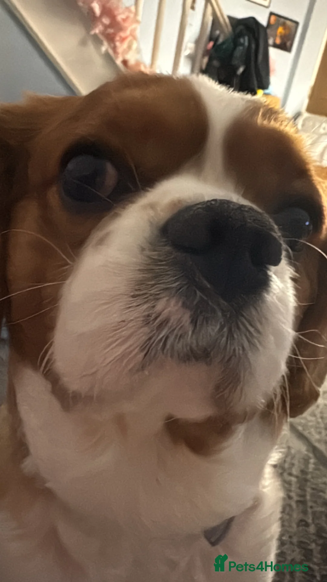 Cavalier King Charles Spaniel dogs for sale: Dexter is looking for a new home 🥺 - Advert 1