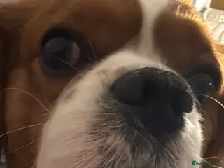 Cavalier King Charles Spaniel dogs Dexter is looking for a new home 🥺 - Advert 1