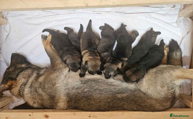 German Shepherd dogs - Advert 1