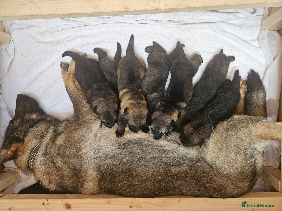 German Shepherd dogs for sale: German Shepherd Puppies - Image 1