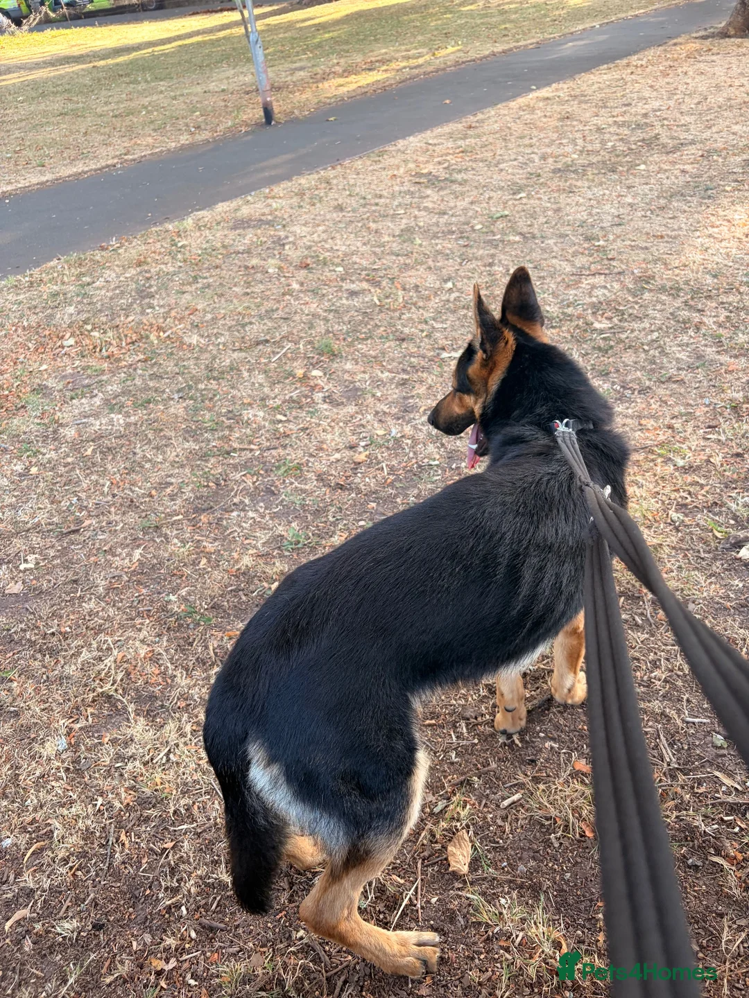 German Shepherd dogs for sale: 18-month-old German shepherd ‘Rocky’ - Advert 3