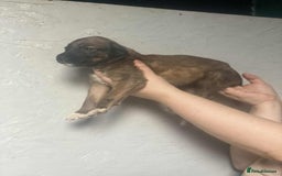 Mixed Breed dogs for sale: 3 tan girls remaining  - Image 2