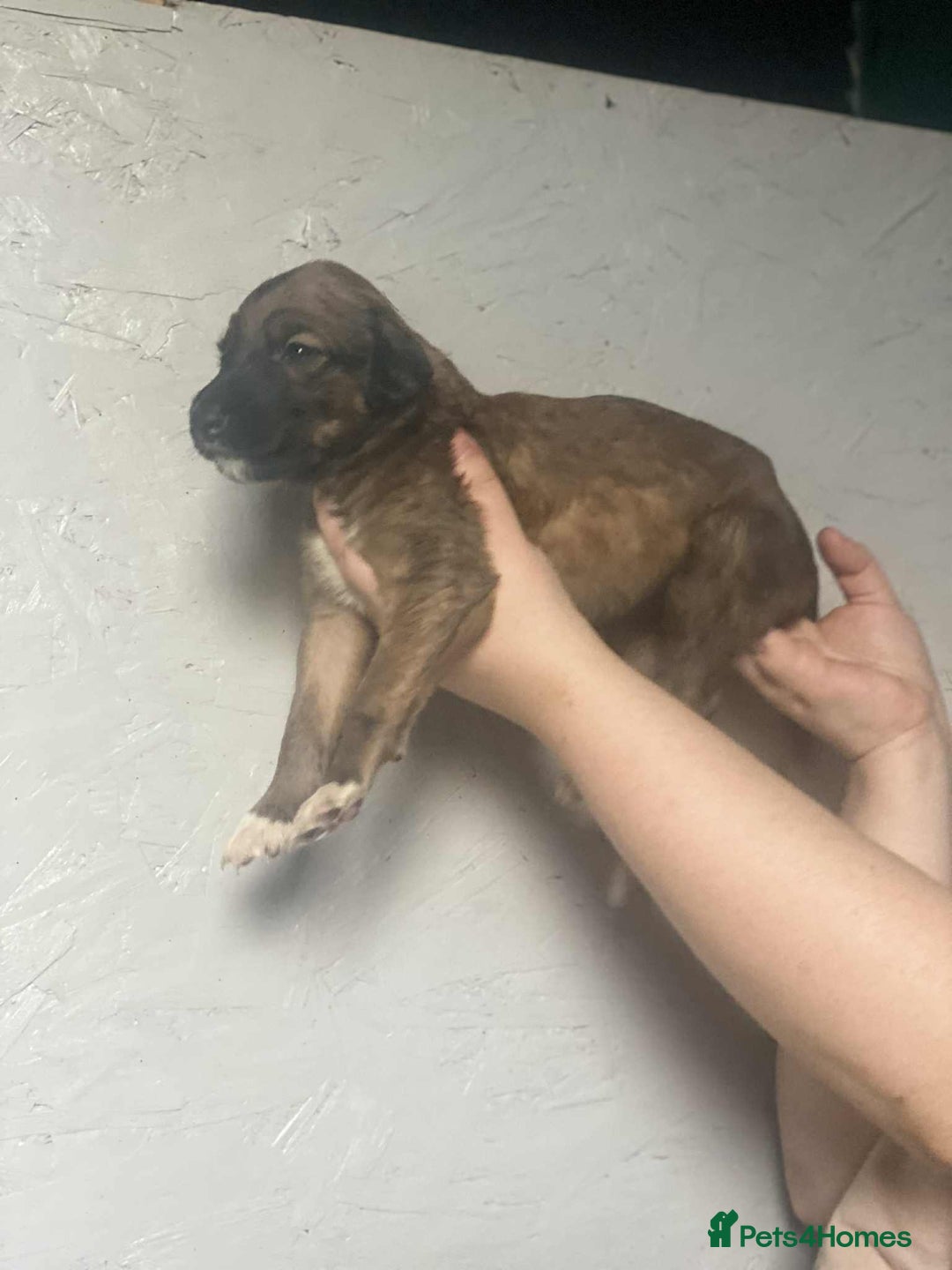Mixed Breed dogs for sale: 3 tan girls remaining  - Image 2
