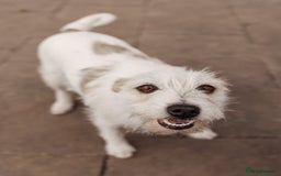 Mixed Breed dogs for adoption: 💖🐶 FAY 🐶💖 - Image 4