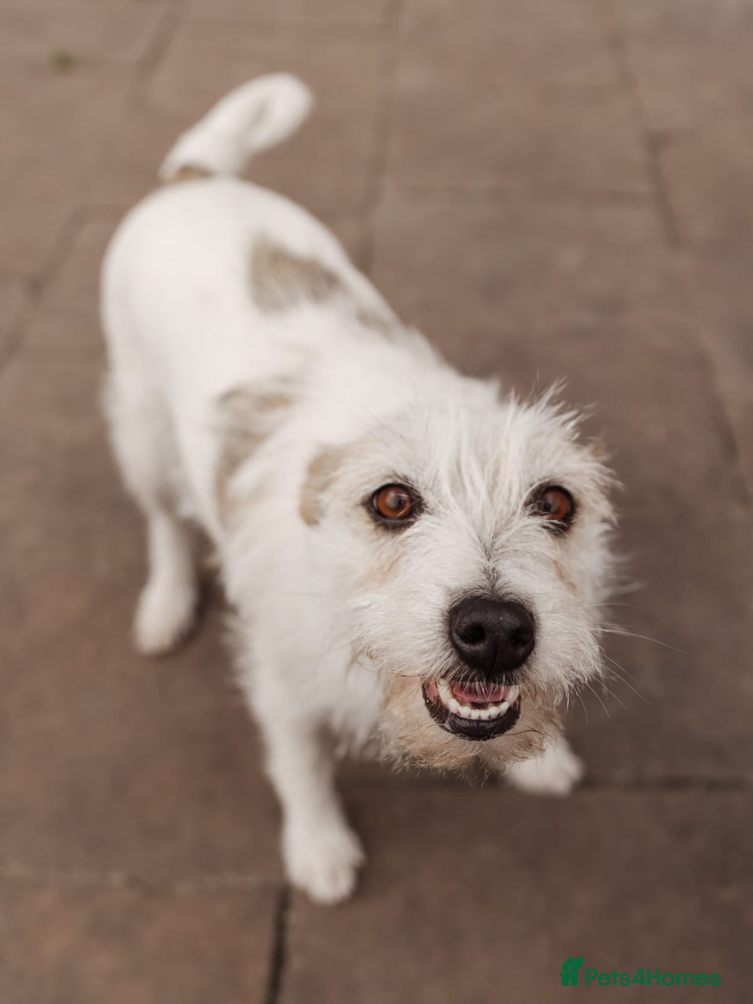 Mixed Breed dogs for adoption: 💖🐶 FAY 🐶💖 - Image 4