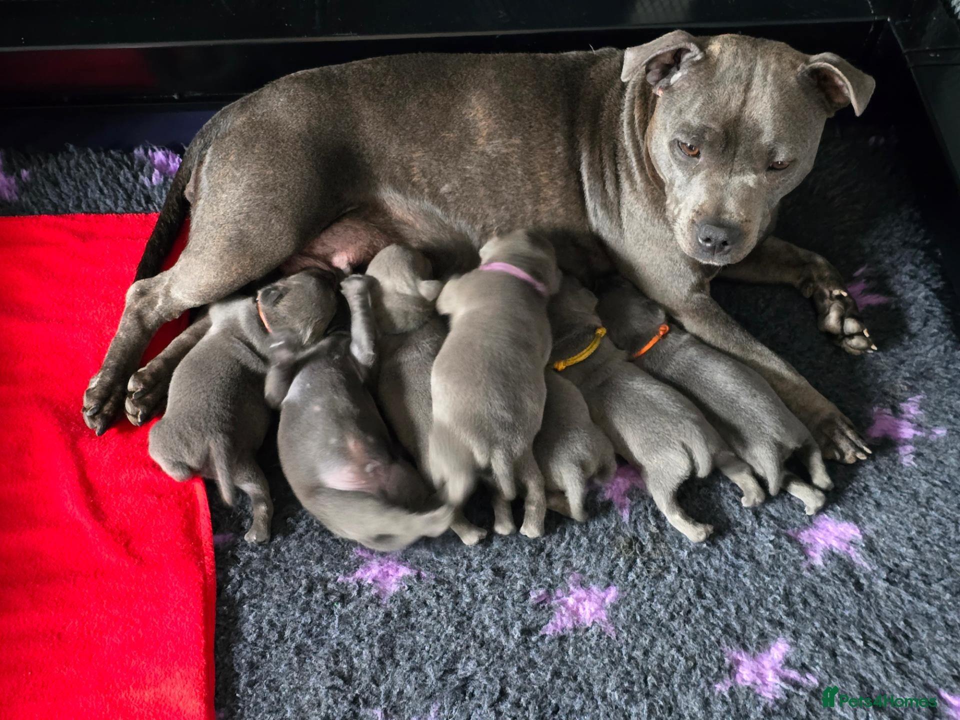 Staffordshire Bull Terrier dogs Blue staffie pups 🐶  - Advert 1