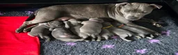 Staffordshire Bull Terrier dogs for sale: Blue staffie pups 🐶  - Advert 1