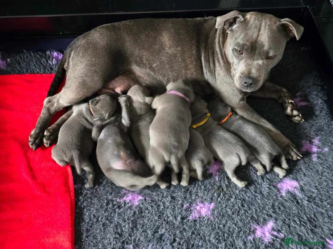 Staffordshire Bull Terrier dogs for sale: Blue staffie pups 🐶  - Advert 1