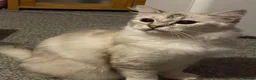Ragdoll cats for sale: Beautiful GCCF Ragdoll - Advert 3